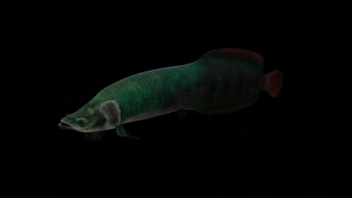 Videohive - Arapaima Fish View From Front Side - 35375069 - 35375069