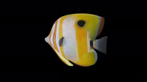 Videohive - Needlenose Fish View From Back Side - 35375071 - 35375071