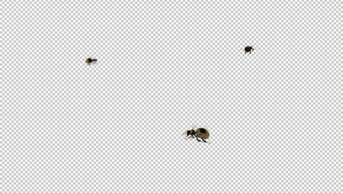 Videohive - Bumble Bees - 3 Flying Around Screen - Transparent Loop - Alpha Channel - 35449217 - 35449217