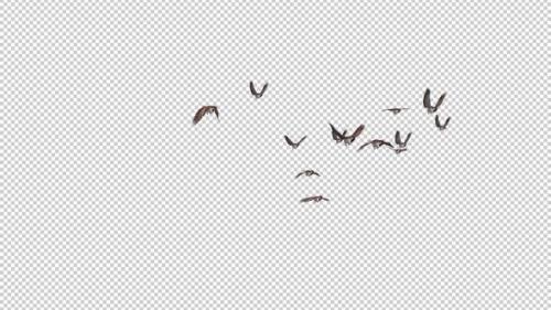 Videohive - Sparrow Birds - Flock of 13 Flying Over Screen - Side Angle - Transparent Transition - Alpha Channel - 35449650 - 35449650