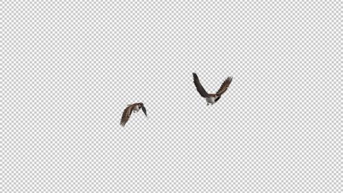 Videohive - Sparrow Birds - 2 Flying Over Screen - Side Angle View - Transparent Transition - Alpha Channel - 35453710 - 35453710