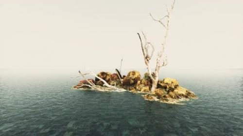 Videohive - Dead Trees on the Pacific Ocean Rocks in Fog - 35537234 - 35537234