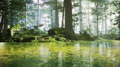 Videohive - Sunrise with Sunbeams Through the Forest By the Lake - 35537396 - 35537396