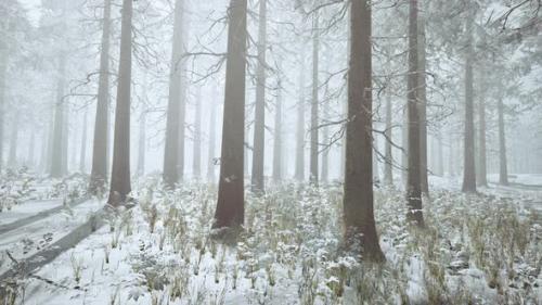 Videohive - Winter White Frozen Forest in Snow - 35537401 - 35537401