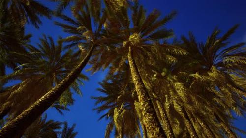 Videohive - Coconut Palm Tree Foliage Under Sky - 35537408 - 35537408