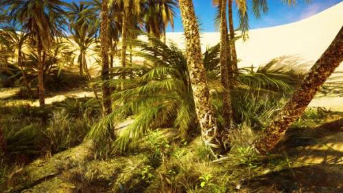 Videohive - Palm Trees in the Sahara Desert - 35537419 - 35537419