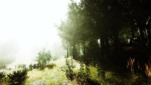 Videohive - Sun is Shining Through the Trees in a Young Forest Timelapse - 35537845 - 35537845