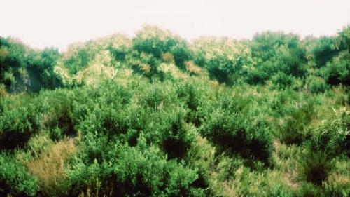 Videohive - Dried Grass Tufts on Moorland - 35537857 - 35537857