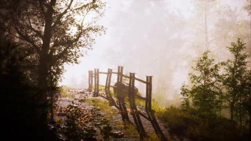 Videohive - Magic Dark Summer Forest Scenery with Rays of Warm Light - 35537907 - 35537907