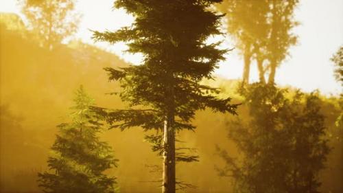 Videohive - Coniferous Forest Backlit By the Rising Sun on a Misty Day - 35537921 - 35537921