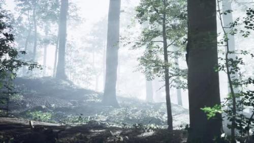 Videohive - Sunny Silhouetted Forest with Sunbeams Through Fog - 35537936 - 35537936