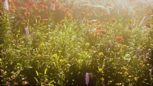 Videohive - View of Beautiful Cosmos Flower Field in Sunset Time - 35537950 - 35537950