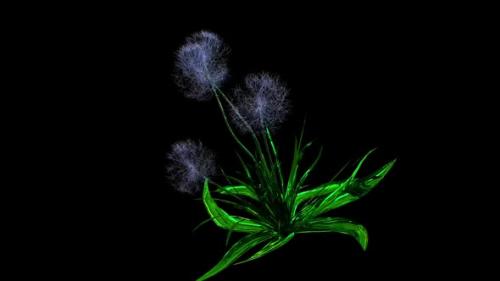 Videohive - Dandelion Seeds Botanical 3D Rendering - 35527376 - 35527376