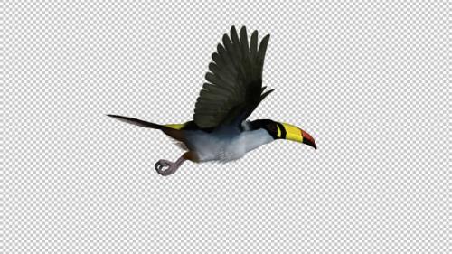 Videohive - Mountain Toucan Bird - Flying Loop - Side View - Resizable Close-Up - Alpha Channel - 35627121 - 35627121