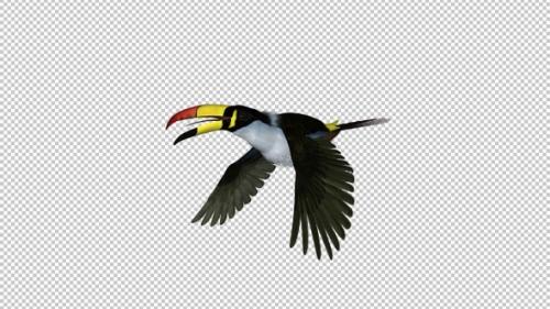 Videohive - Mountain Toucan Bird - Flying Loop - Side Angle View - Resizable Close-Up - Alpha Channel - 35627123 - 35627123