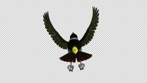 Videohive - Mountain Toucan Bird - Flying Loop - Back Top View - Resizable Close-Up - Alpha Channel - 35627125 - 35627125