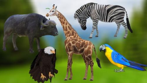 Videohive - 6 Animals Idle Pack - 4K - 35636668 - 35636668