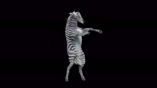 Videohive - 27 Zebra Dancing 4K - 35655491 - 35655491