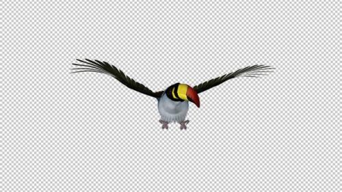 Videohive - Mountain Toucan Bird - Flying Loop - Front View - Resizable Close-Up - Alpha Channel - 35627122 - 35627122