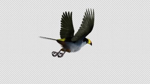 Videohive - Mountain Toucan Bird - Flying Loop - Back Angle View - Resizable Close-Up - Alpha Channel - 35627124 - 35627124