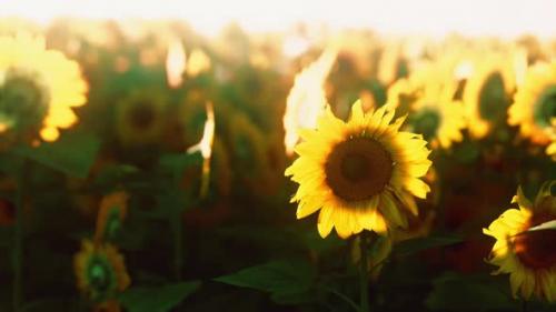 Videohive - Bright Sunflower in Sunset Light with Closeup Selective Focus - 35633305 - 35633305