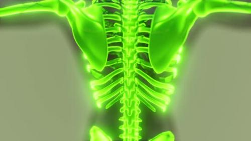 Videohive - Homan Skeletal System in Transparent Body - 35633427 - 35633427