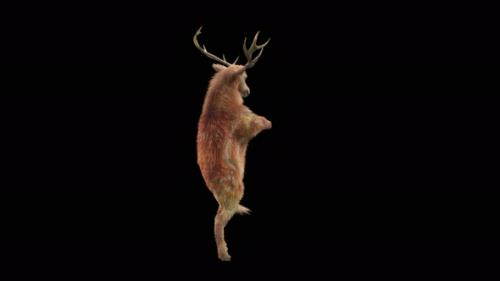 Videohive - 27 Deer Dancing 4K - 35639560 - 35639560