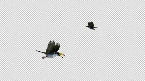 Videohive - Mountain Toucans - Two Birds Flying Around - Transparent Loop - 35608683 - 35608683