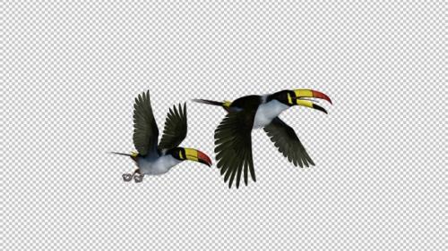 Videohive - Mountain Toucans - Flying Pair Transition 1 - Side View - Alpha Channel - 35608687 - 35608687