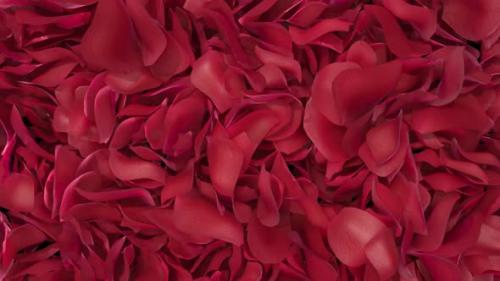 Videohive - Rose Petals Transition 03 HD - 35620418 - 35620418