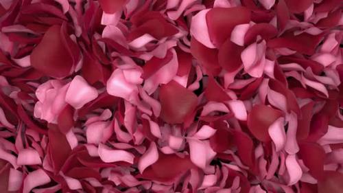 Videohive - Rose Petals Transition 05 HD - 35620422 - 35620422