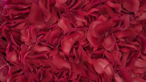 Videohive - Rose Petals Transition 01 HD - 35620423 - 35620423