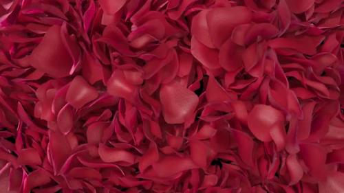 Videohive - Rose Petals Transition 02 HD - 35620425 - 35620425