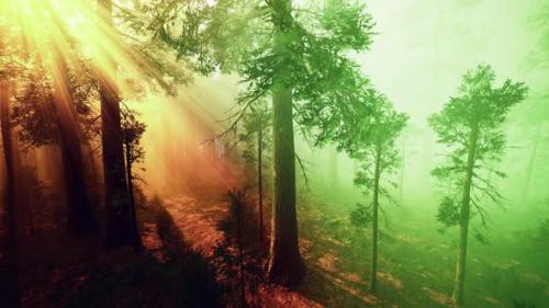 Videohive - Morning Fog in the Giant Sequoias Forest - 35602549 - 35602549