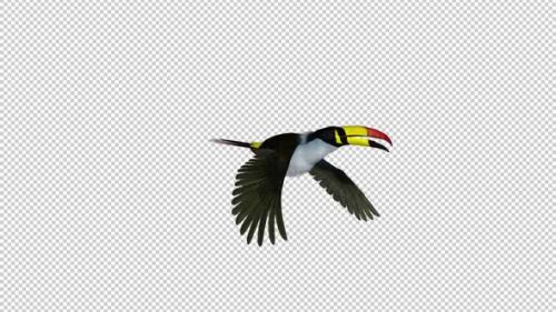 Videohive - Mountain Toucan - Flying Transition 3 - Alpha Channel - 35608688 - 35608688