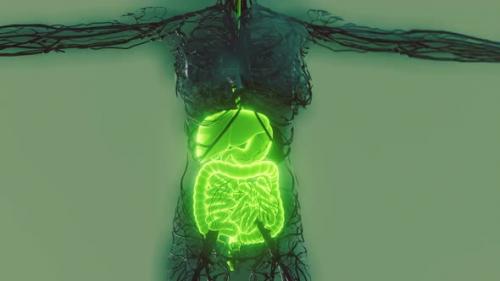 Videohive - Transparent Human Body with Visible Digestive System - 35579852 - 35579852