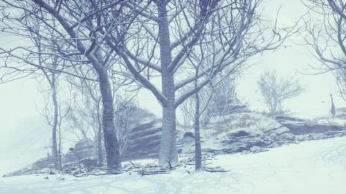 Videohive - Winter Deciduous Forest on a Foggy Morning - 35762946 - 35762946