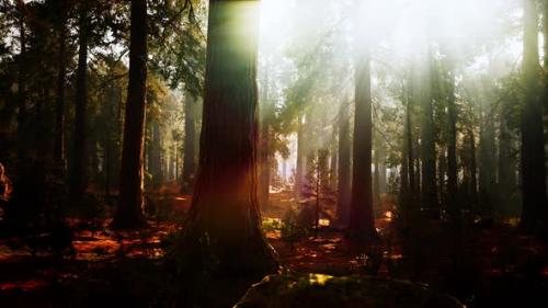 Videohive - Giant Sequoias in the Giant Forest Grove in the Sequoia National Park - 35763019 - 35763019