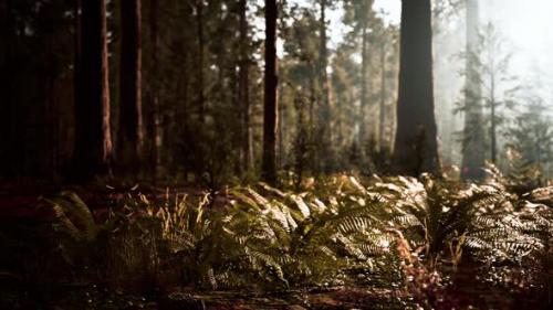 Videohive - Tall Forest of Sequoias in Yosemite National Park - 35763030 - 35763030