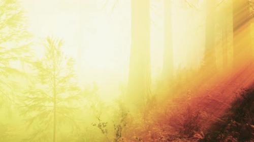 Videohive - Deep in the Forest on a Misty Morning - 35763862 - 35763862