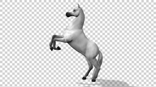 Videohive - Horse Standing On Hind Legs Side View - 35655457 - 35655457