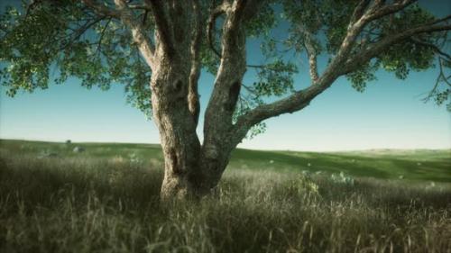 Videohive - Large Tree in the Open Savanna Plains of Etosha National Park in Namibia - 35661298 - 35661298