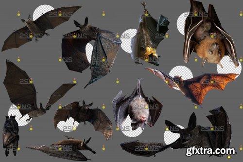 32 Halloween overlay Photoshop overlay Realistic bat clipart