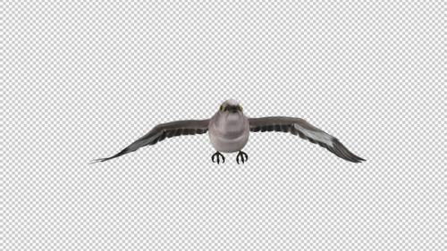 Videohive - American Mockingbird - Flying Loop - Front View - Alpha Channel - 35831222 - 35831222