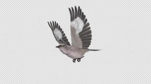 Videohive - American Mockingbird - Flying Loop - SIde Angle View - Alpha Channel - 35831223 - 35831223