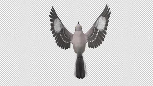 Videohive - American Mockingbird - Flying Loop - Top View - Alpha Channel - 35831224 - 35831224