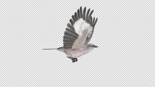 Videohive - American Mockingbird - Flying Loop - Side View - Alpha Channel - 35831225 - 35831225