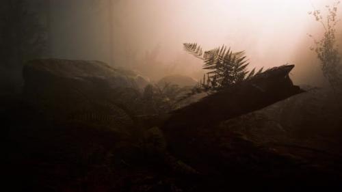 Videohive - Deep in the Forest on a Misty Morning - 35817341 - 35817341