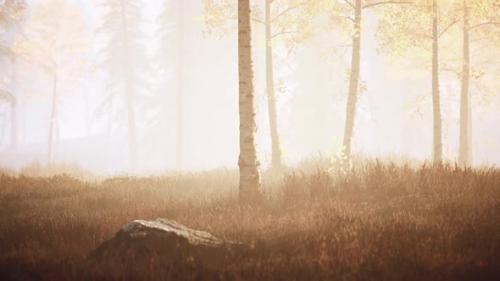 Videohive - Fresh Early Morning Mist in the Forest It Sunrise - 35817466 - 35817466