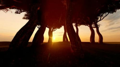 Videohive - Sunset View and Dense Trees - 35804223 - 35804223